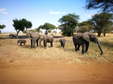 Tarangire National Park - Familie foto