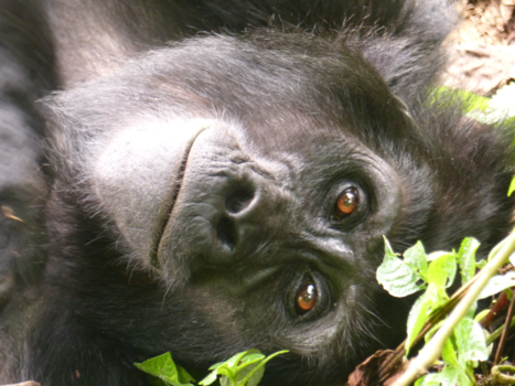 Bwindi Impenetrable National Park - Oogcontact met relexing berggorilla