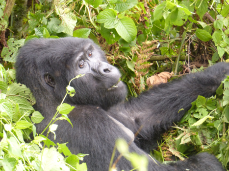 Bwindi Impenetrable National Park - silverback