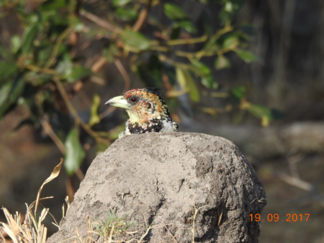 Krugerpark - kuifbaardvogel