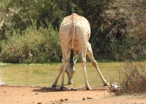 Krugerpark - dorst