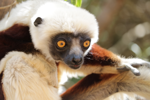 Madagaskar - Witkopmaki