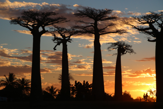 Avenue of the Baobabs - Sunset at allee des boabab