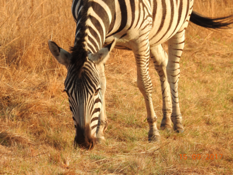 Krugerpark - zebra
