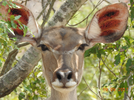 Krugerpark - kudu
