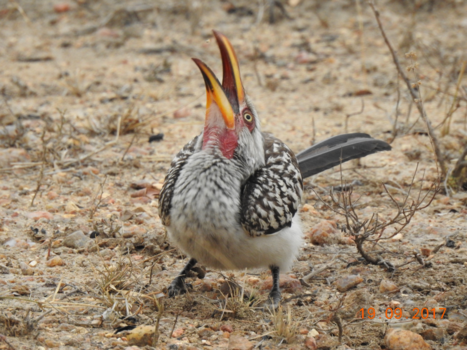 Krugerpark - tok