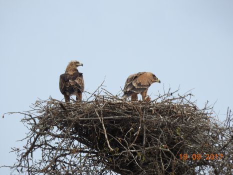 Krugerpark - savanne arend