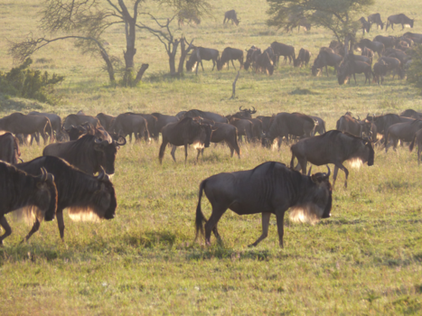 Serengeti National Park - 100.000en gnoes in de ochtendzon