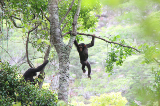 Tanzania - Just hanging