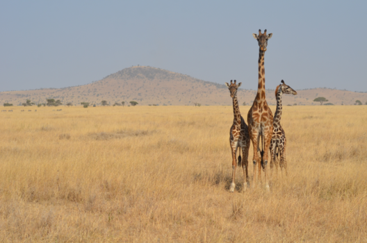 Serengeti National Park - De 3 giraffen