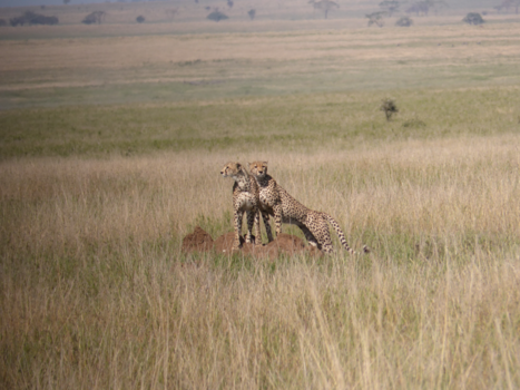 Serengeti National Park - Cheeta's op de uitkijk