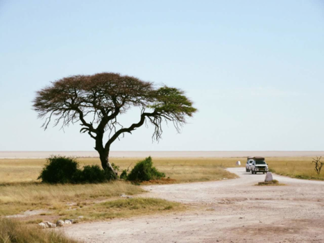 Namibië - Etosha moments