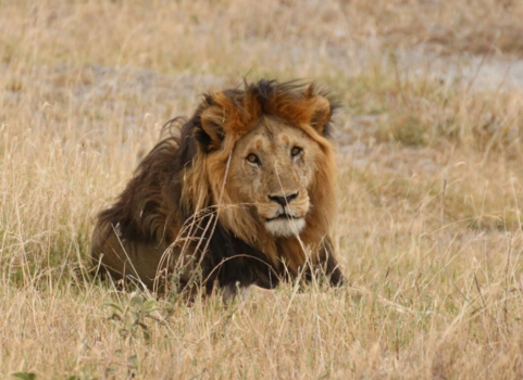 Serengeti National Park - De trots van de Serengeti