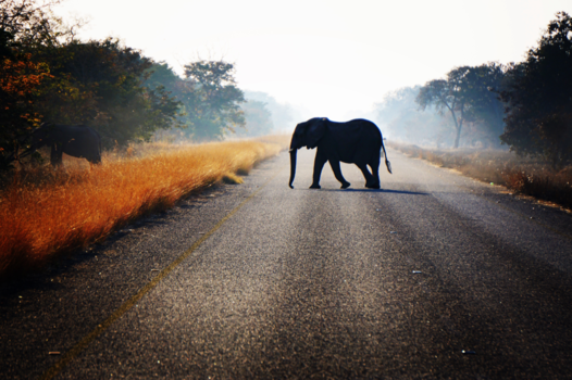 Chobe National Park - Waar de wegen van mens en dier elkaar kruisen