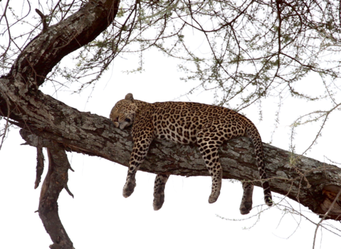 Serengeti National Park - Asleep but fully alert
