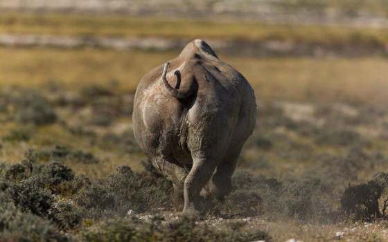 Etosha National Park - Tot volgend jaar.