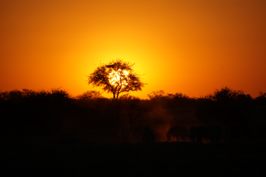 Moremi Game Reserve - Ethosa