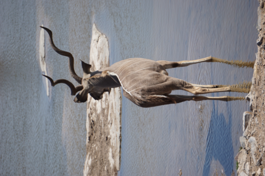 Moremi Game Reserve - Ethosa - Halali