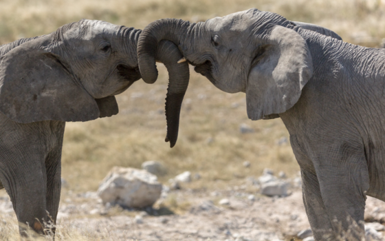 Etosha National Park - Vriendschap