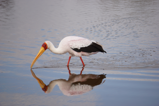 Moremi Game Reserve - Moremi Game Reserve