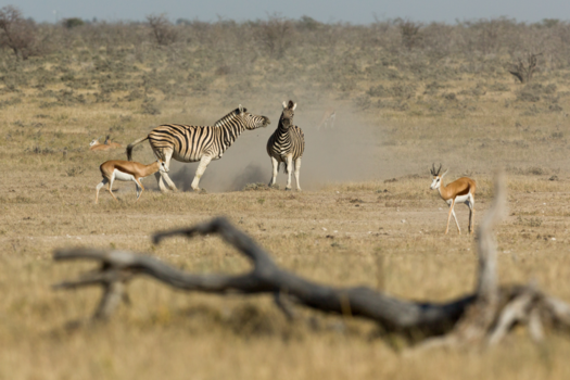 Etosha National Park - Ah, toe één kusje maar.