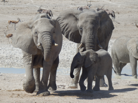 Etosha National Park - Olifanten