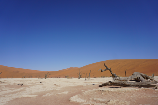 Moremi Game Reserve - Sossusvlei - Deathvlei