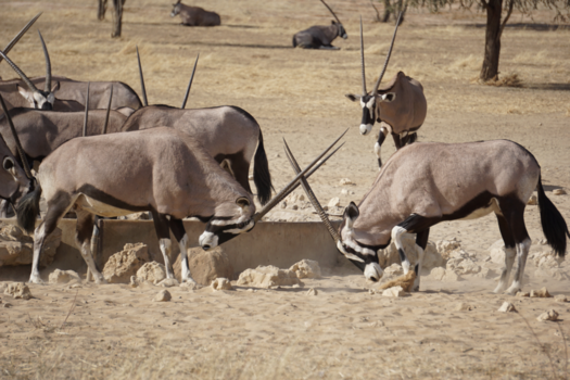 Moremi Game Reserve - Kgalagadi Transfontier Park