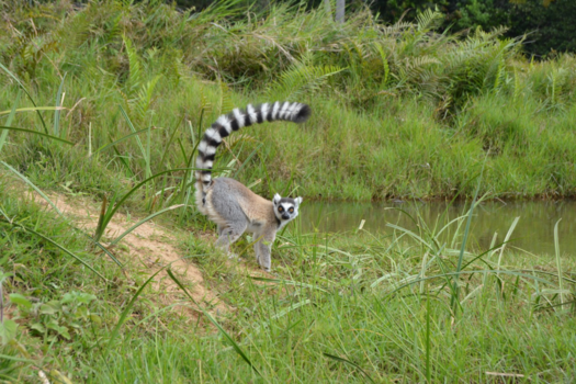 Madagaskar