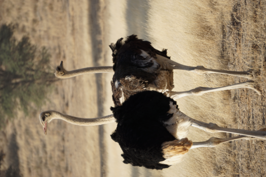 Moremi Game Reserve - Kgalagadi Transfontier Park