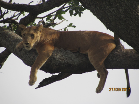 Tanzania - Boomklimmende leeuw
