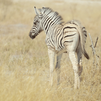 Etosha National Park - Een zebra veulentje