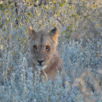 Etosha National Park - Queen of the jungle