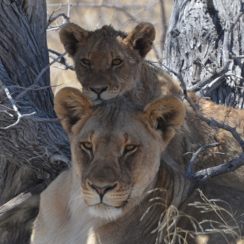 Etosha National Park - Veilig achter moeders