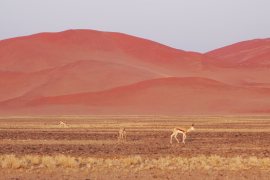 Sossusvlei - Zonsopkomst