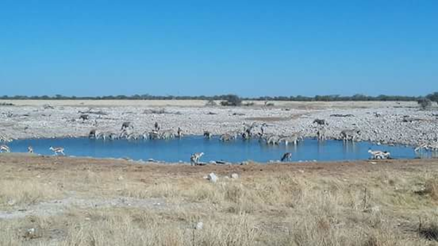 Namibië - Etosha National Park