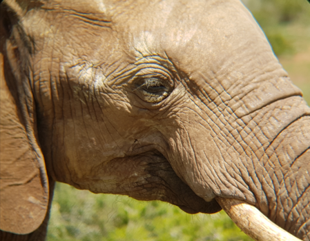 Addo Elephant National Park - Eyecatcher