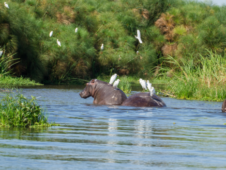 Oeganda - Nijlpaarden in de Albert-Nijl-delta te Oeganda