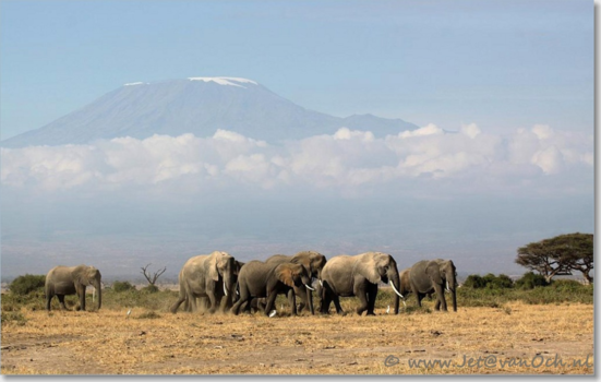 Amboseli National Park - Olifanten voor de Kilimanjaro