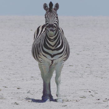 Namibië - Zebra op de Zoutpan in Etosha