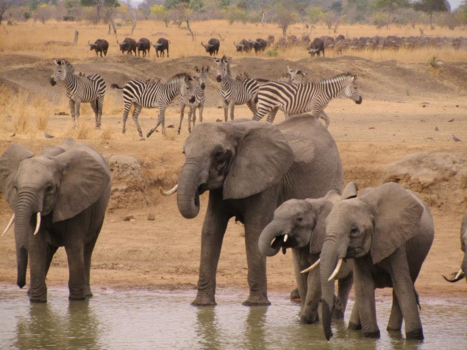 Tanzania - Afrika Wildlife
