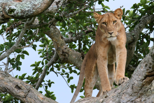 Oeganda - Leeuw in boom in nishasha