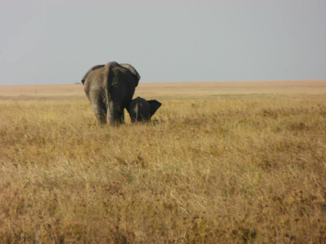 Tanzania - Samen de mooie savanne verkennen! Jambo