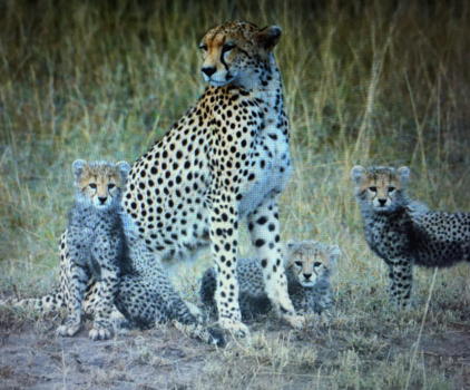 Kenia - Cheeta