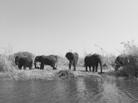 Chobe National Park - The last elephants