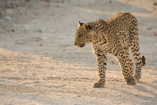 Etosha National Park - Golden hour