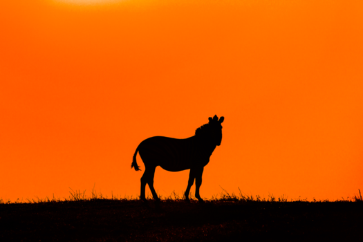 Chobe National Park - Sundowner in Chobe NP