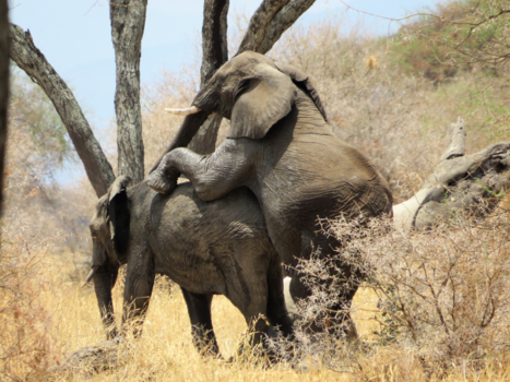 Tarangire National Park - mating elephants