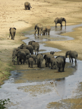 Tarangire National Park - Elephant family