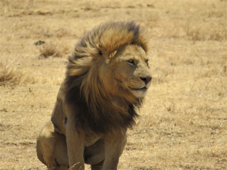 Ngorongoro krater - King of the cats